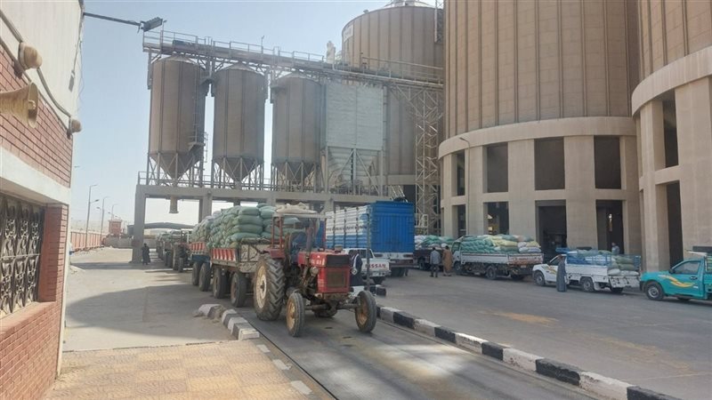 توريد القمح بأسيوط،
