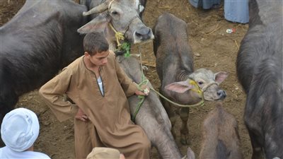 كيلو القائم بكام؟، أسعار الأضاحي 2025 في سوق المناشي (فيديو)