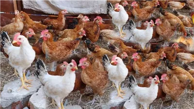 انخفاض البيضاء وارتفاع البلدي، أسعار الفراخ اليوم الجمعة 16 مايو 2025