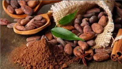 فوائد الكاكاو، ينقص الوزن ويخفض ضغط الدم ويقوى المناعة 