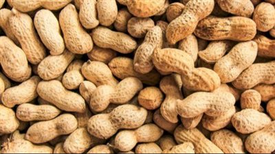 فوائد الفول السوداني، مهم للحوامل ويحمي من أمراض القلب والسرطان