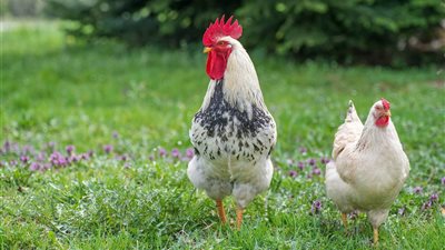 أسعار الفراخ اليوم السبت 17 مايو 2025 (آخر تحديث)