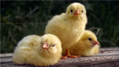 أسعار الكتاكيت والبط اليوم السبت 17 مايو 2025