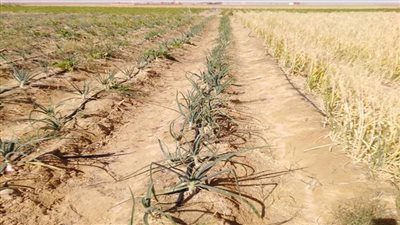 أكاديمية البحث العلمي تعلن إطلاق المرحلة الثانية من المزرعة البحثية النموذجية بالمغرة