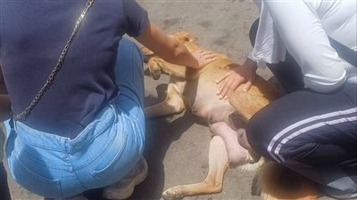 الطب البيطرى بالإسماعيلية يواصل حملة تحصين الكلاب الضالة ضد مرض السعار (صور) 