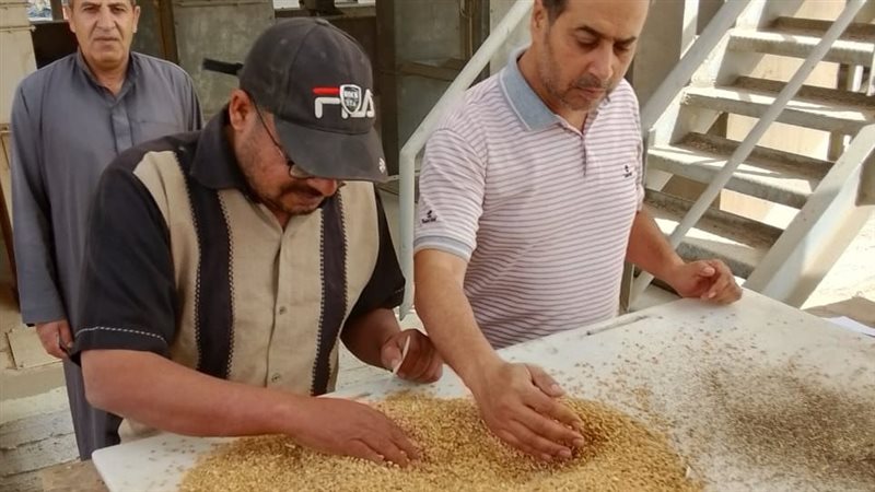 توريد القمح