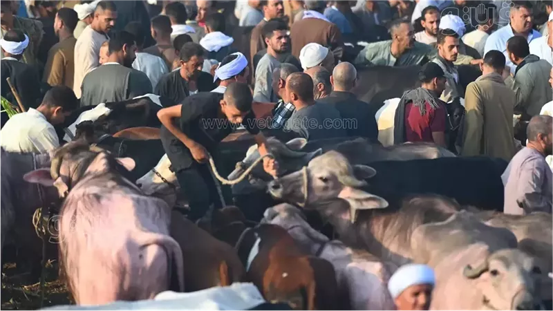 أسعار الأضاحي 