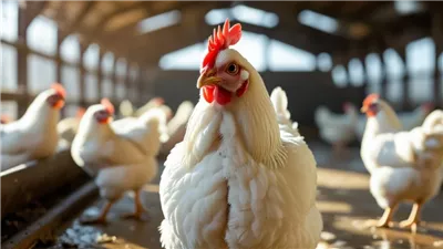  أسعار الفراخ تواصل الارتفاع في الأسواق اليوم الإثنين 19 مايو 2025