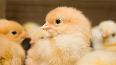 سعر الكتكوت الأبيض والبط اليوم الإثنين 19 مايو 2025