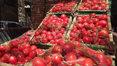الطماطم تعود إلى الجنون.. عروة الشتاء كلمة السر في الزيادات الأخيرة.. وشعبة الخضراوات تكشف أسباب ارتفاع الأسعار وموعد الانخفاض