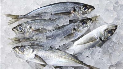 أسعار السمك اليوم، البوري يقفز إلى 170 جنيهًا وانخفاض كبير في المكرونة