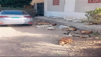 كلب ضال ينهش وجه طفل بالشرقية والأهالي يطالبون الطب البيطري بالتحرك 