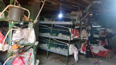 زراعة الفيوم: مزارع الدواجن في المحافظة آمنة تماما 