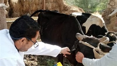 بيطري الشرقية: الانتهاء من تحصين 745 ألف و96 رأس ماشية 