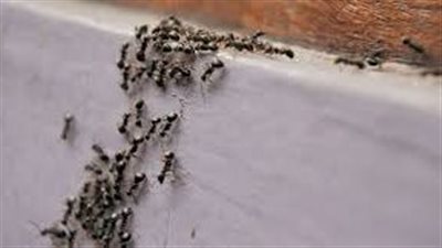 تفسير رؤية النمل الأسود في المنام بشارة بكثرة الخير والبركة في الرزق 