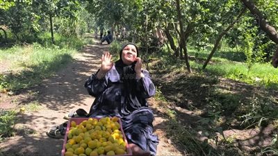 اللؤلؤ الأصفر يغزو أوروبا وأمريكا، فرحة مزارعي القليوبية بموسم حصاد المشمش (صور)