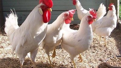  انخفاض أسعار الفراخ البيضاء اليوم الخميس 22 مايو 2025