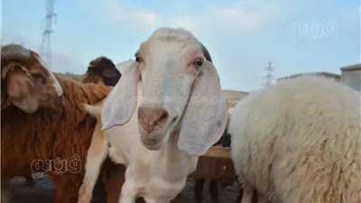 الزراعة تطرح الأضاحي بتخفيضات تصل لـ 20% عن أسعار السوق