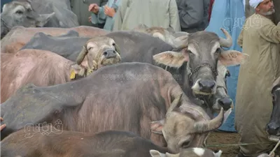 كيلو العجل الجاموسي بـ 170 جنيها وقفزة في البرازيلي، أحدث أسعار أضاحي العيد 2025