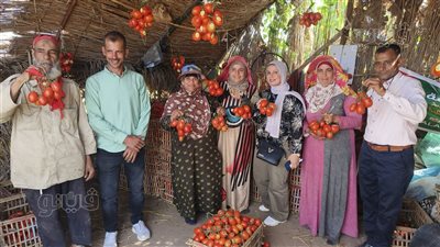 العناقيد الحمراء تزين الحقول، فرحة مزارعي الدقهلية بجني الطماطم و