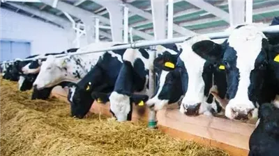 بعد انتشار الجدل حول إنتاجيتها، أستاذ زراعة يكشف مدى صلاحية مناخ مصر لتربية الأبقار