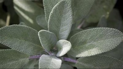 فوائد الميرمية تقوي الذاكرة وتعالج التهاب المفاصل وتقوي المناعة 