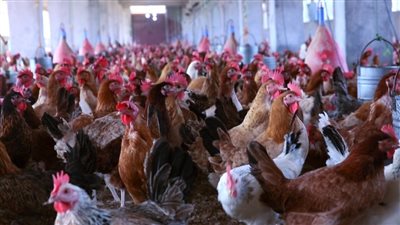 بعد أزمة تصريحات نفوق الفراخ بالمزارع، المتحدث باسم منتجي الدواجن يستقيل من منصبه