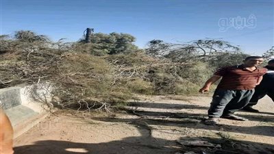 سقطت عليه أثناء مروره، شجرة مشتعلة تنهي حياة خمسيني بالشرقية