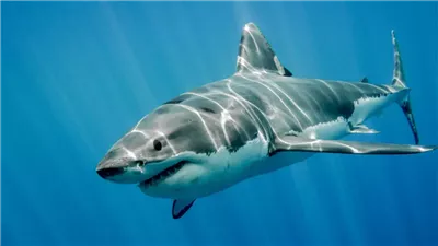 تفسير رؤية سمك القرش في المنام وعلاقتها بالتغلب على الصعوبات 