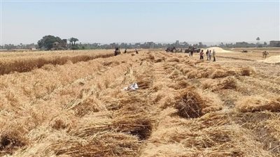 الانتهاء من حصاد 188 ألف فدان قمح بأسيوط وتوريد 147 ألف طن 