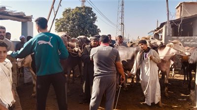 أسعار أضاحي العيد الكبير بسوق الماشية في الإسماعيلية (فيديو وصور) 