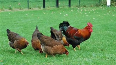 أسعار الفراخ البلدي تتراجع 5 جنيهات اليوم السبت (آخر تحديث)