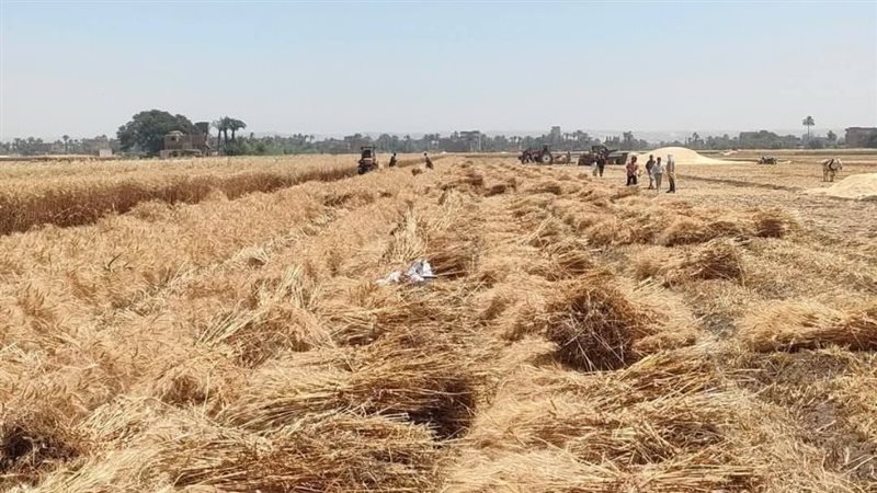 حصاد القمح بأسيوط،
