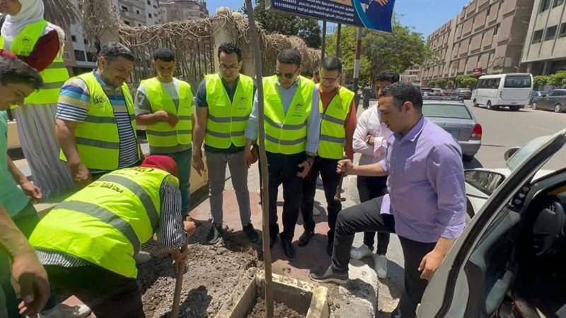 زراعة 60 شجرة بونسيانالكورنيش