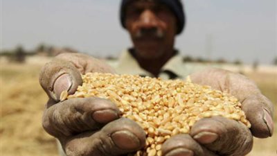 خبير زراعة يكشف سبب تصدر مصر قائمة مستوردي القمح وعلاقته بتربية الأبقار