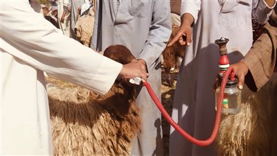 شاهد، بائع أغنام يجبر خروفا على تدخين الشيشة بسوق الماشية بالإسماعيلية