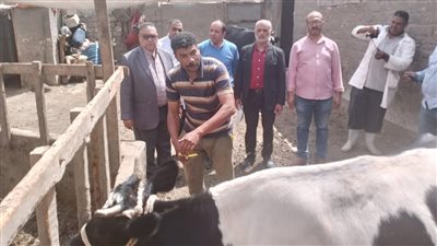 تحصين 219 ألف رأس ماشية ضد الحمى القلاعية والوادي المتصدع في الدقهلية (صور) 