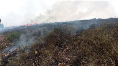 حرائق بمنطقة الجبل الأخضر الليبية وتحذيرات من اشتداد النيران (فيديو)