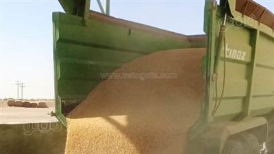 تموين القليوبية: توريد 69782 طن قمح إلى صوامع حتى الآن 