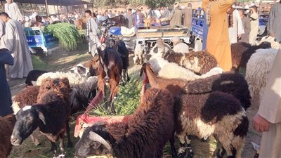 كيف تختار أضحيتك وكم سعر الكيلو القائم؟، جولة في سوق المواشي بسوهاج (فيديو) 