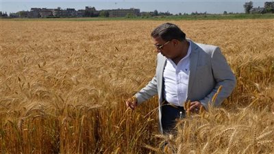  صوامع الدقهلية تستقبل 250 ألف طن قمح محلي 