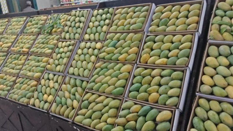 أسعار المانجو اليوم،