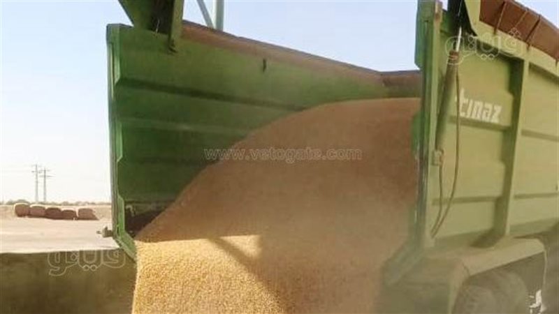 توريد القمح بالقليوبية،