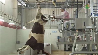 بعد جدل شهادة الحلال.. ما حكم الذبح بالآلة الكهربائية؟