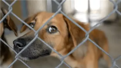 التحفظ على كلب شرس أصاب نجل الفنانة زينة بالشيخ زايد واحتجاز صاحبه