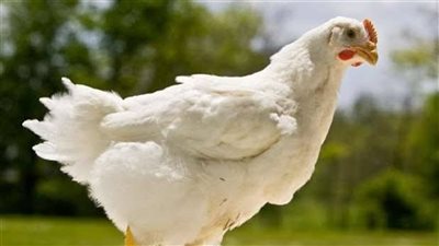  انخفاض أسعار الفراخ اليوم الإثنين 26 مايو 2025