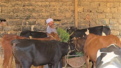 قبل ما تشتري الأضحية، اعرف أسعار العجول في سوق السيدة زينب (فيديو)