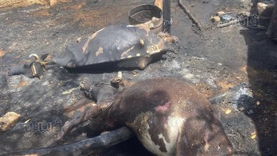 للمرة الثانية خلال ساعات، حريق هائل في حوش مواشي في الأقصر وتفحم بقرتين 