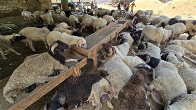 الزراعة تكشف عن 12 شرطا لاختيار الأضاحي و8 علامات للحوم السليمة