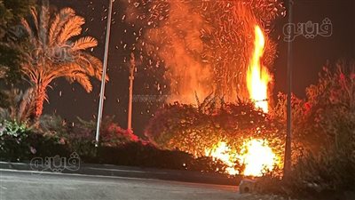 النار وصلت إلى عنان السماء، حريق هائل بأشجار الزينة بطريق مطار الأقصر الدولي (صور)